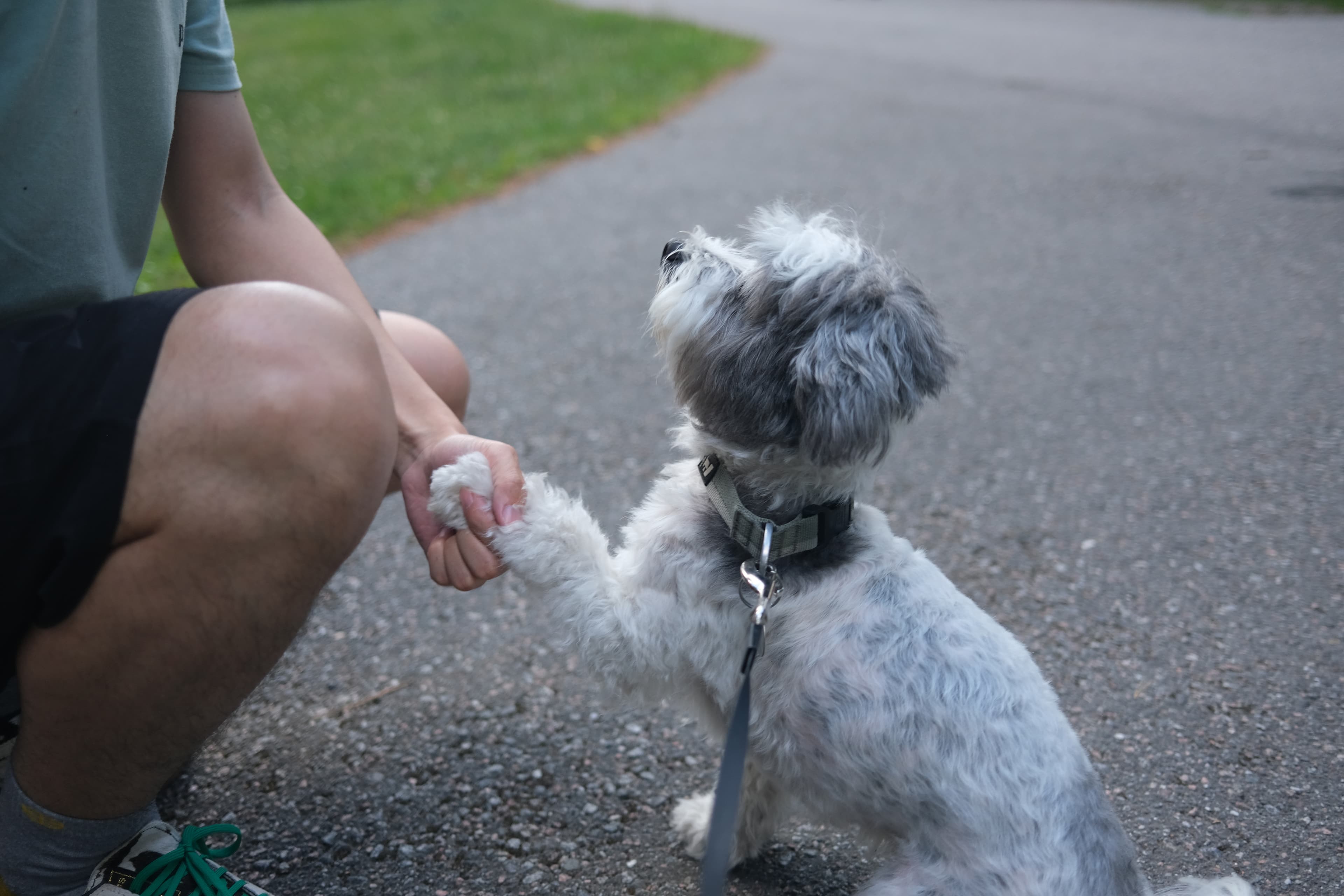 Evan practicing gentle paw handling with a small dog outdoors