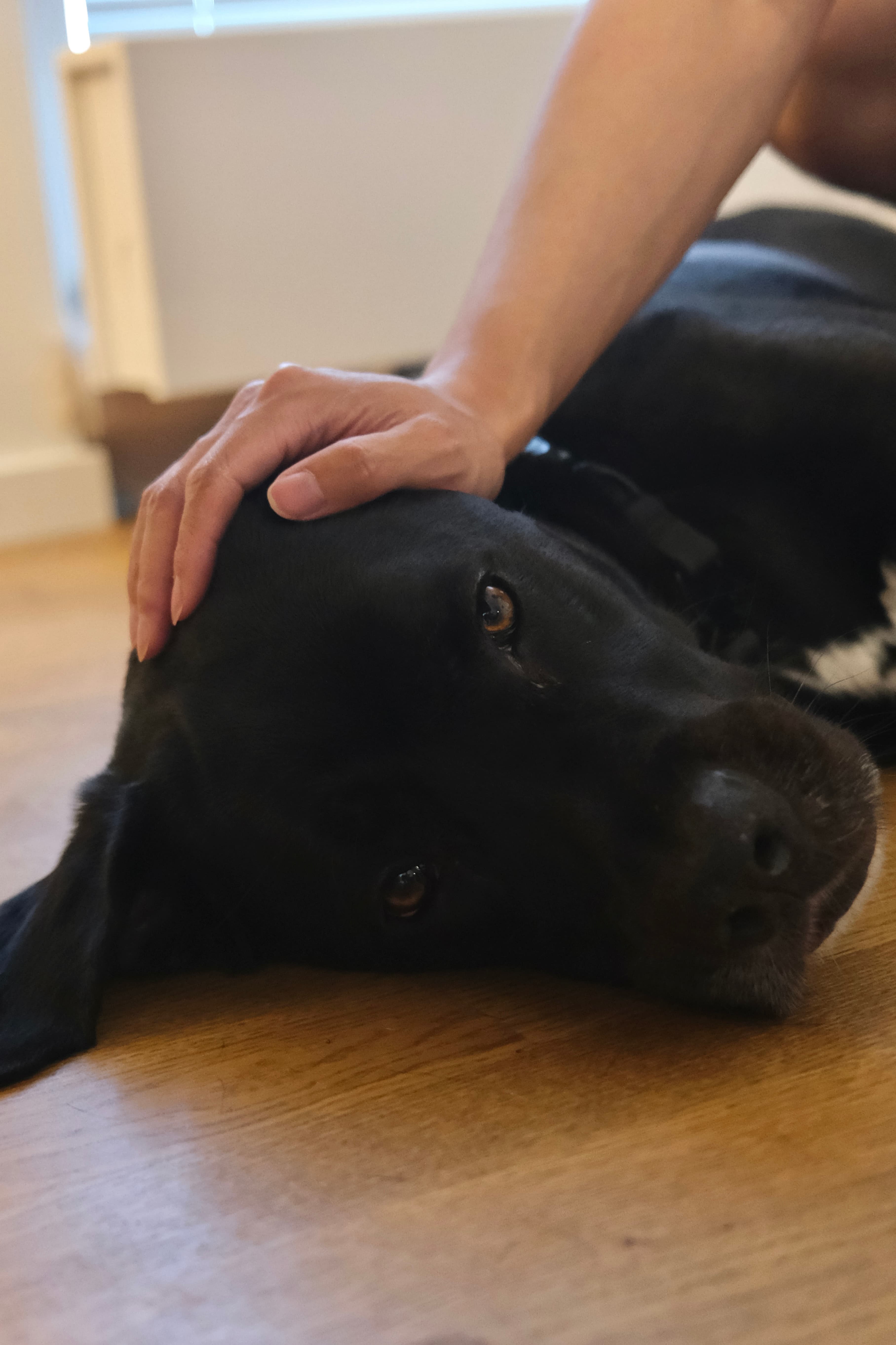 Black dog relaxing while receiving gentle care