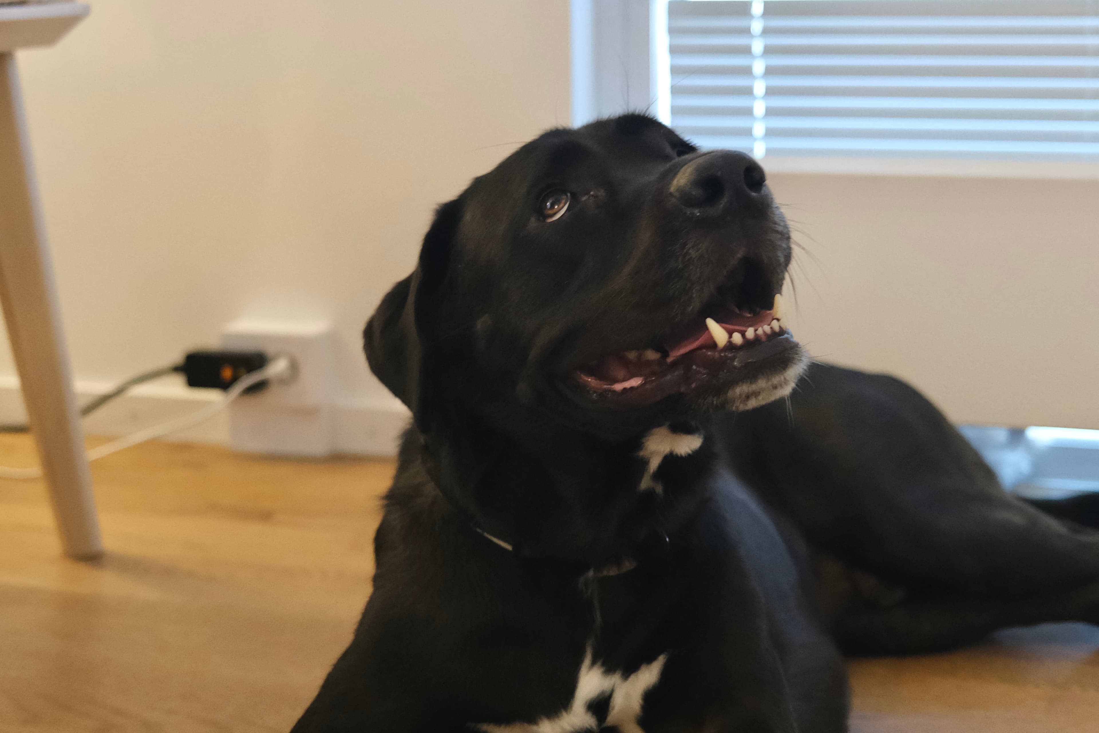 Black dog looking calm indoors during dog care