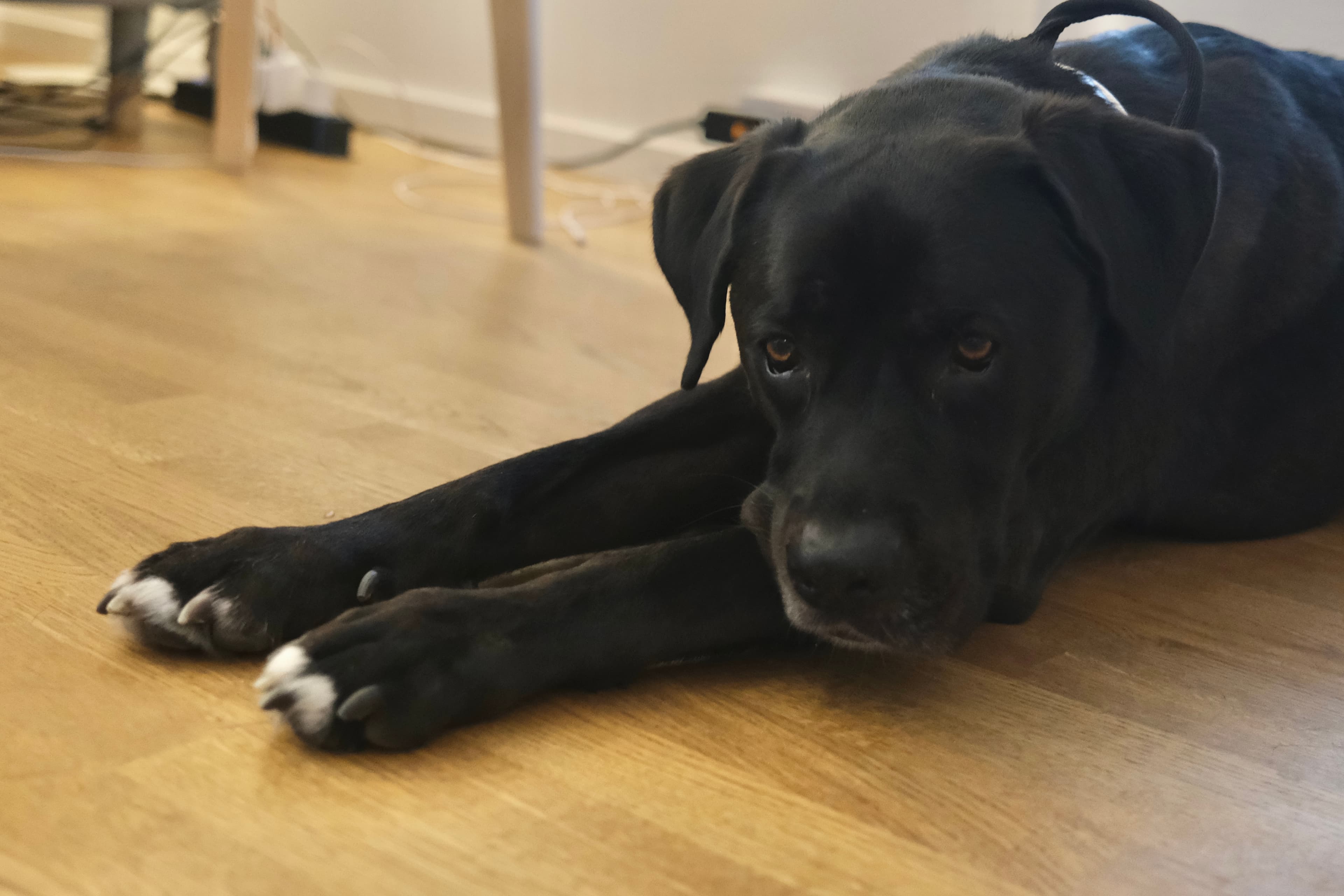 Black dog resting comfortably during day care