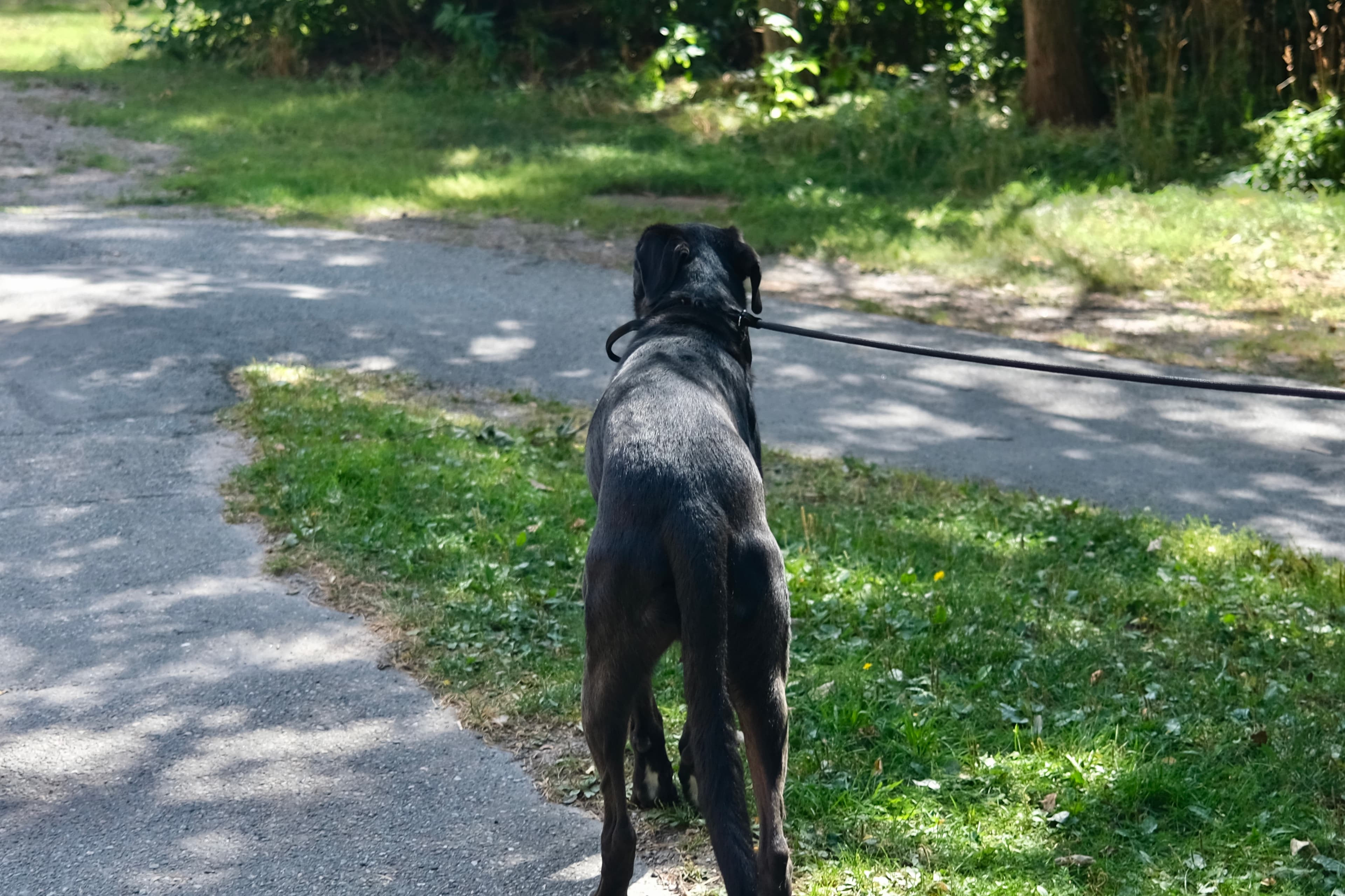 Black dog exploring outdoors during a walk