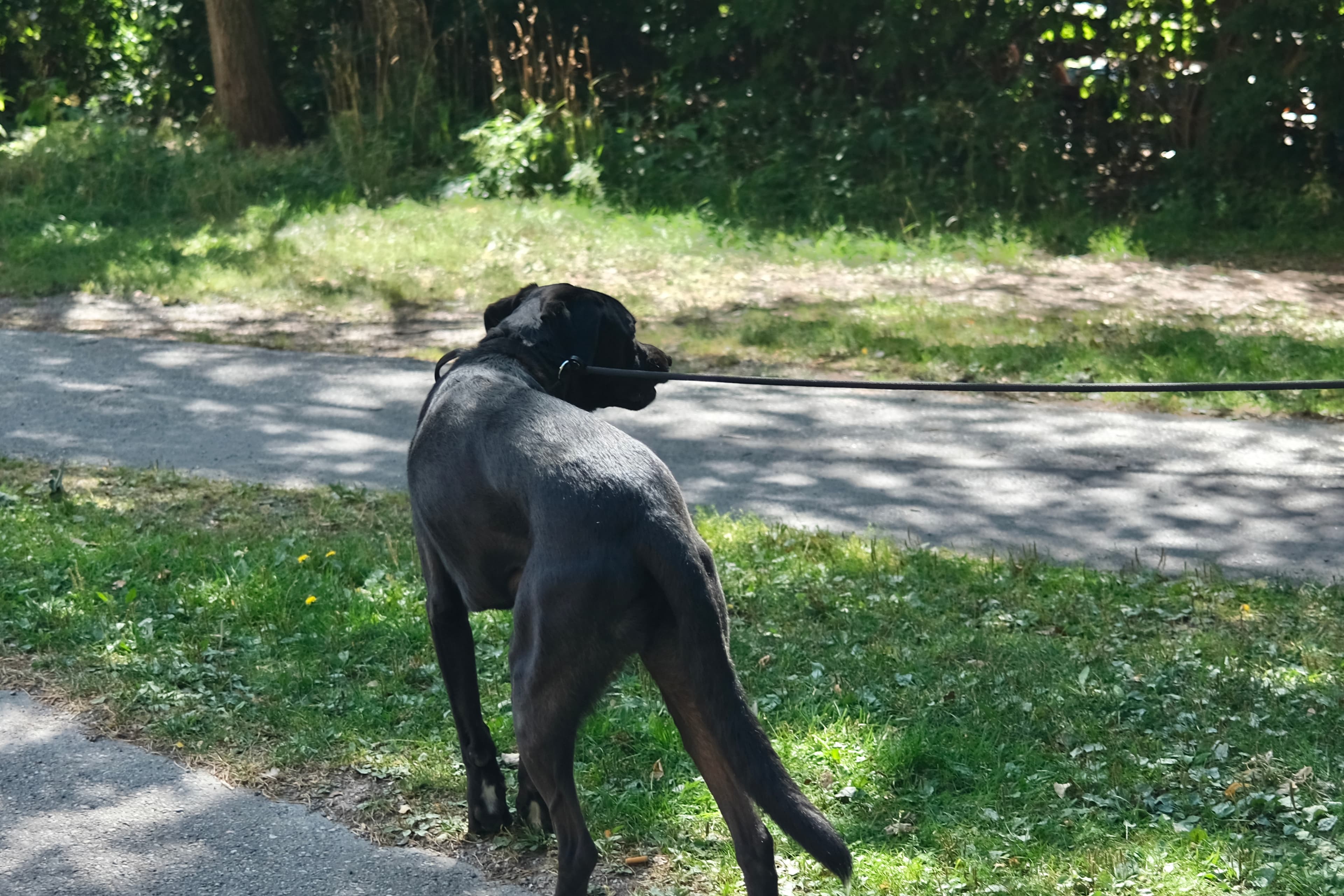 Black dog walking on leash along a quiet path