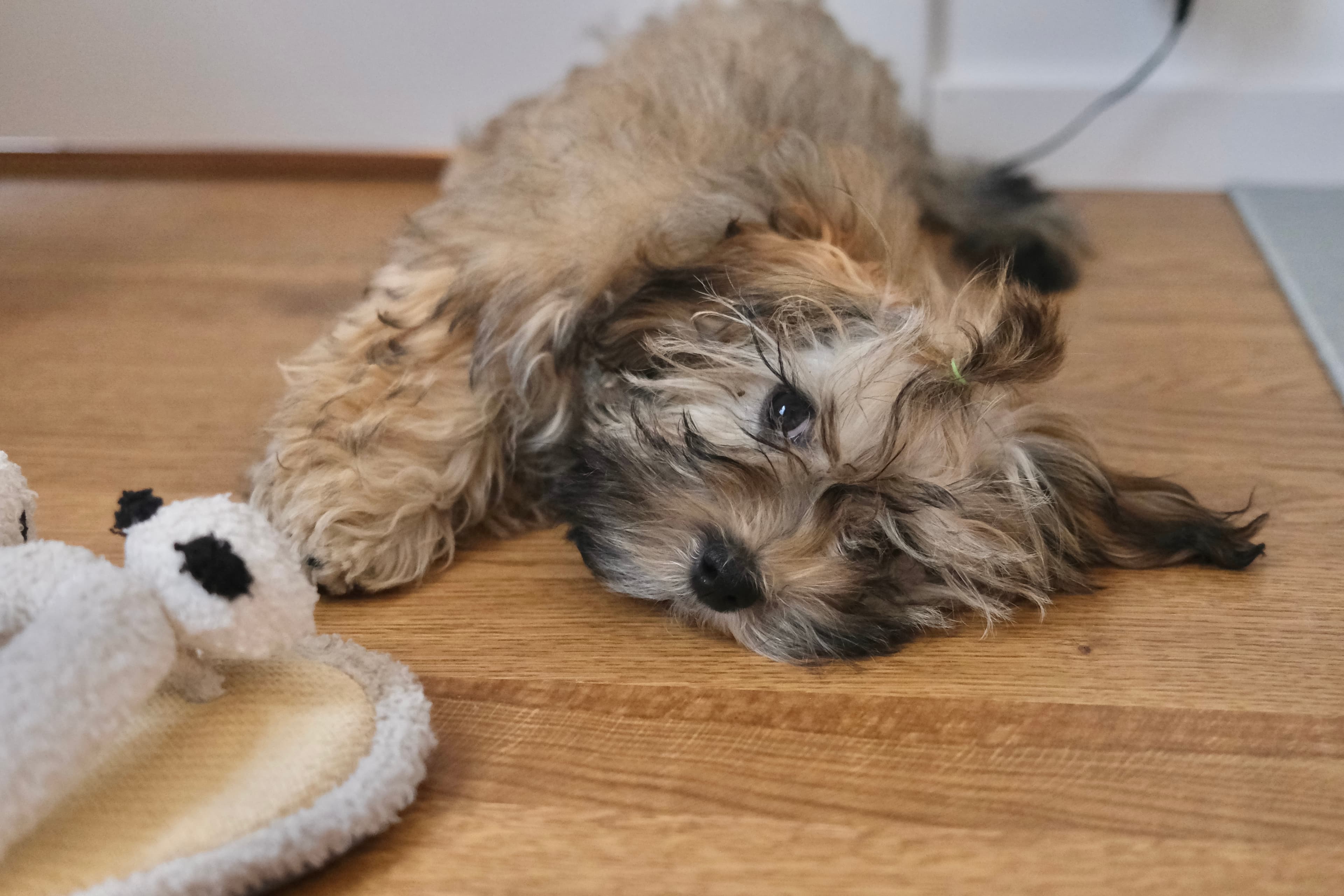 Bolonka Zwetna puppy resting at Mysa Dog Studio