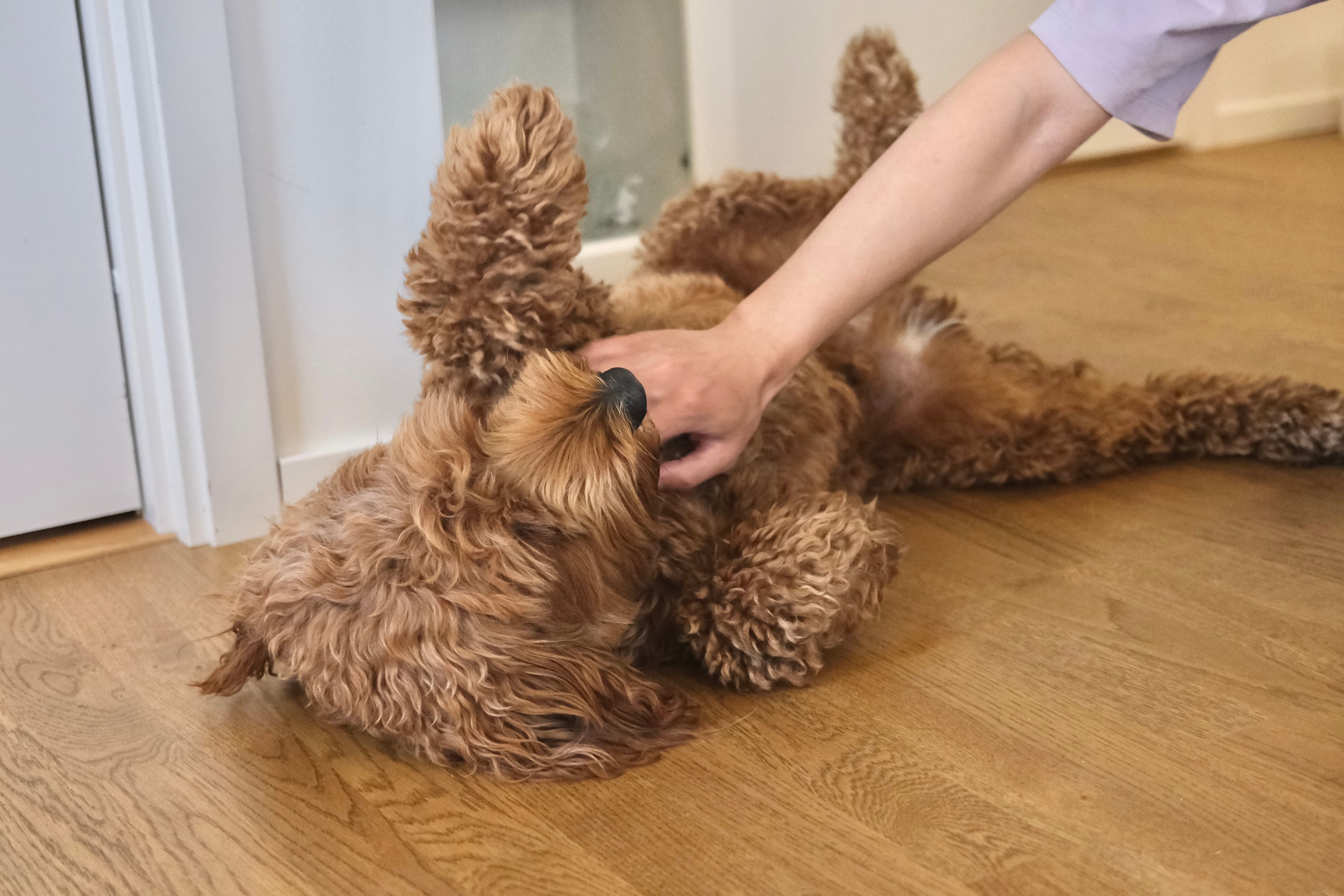 Curly brown dog enjoying gentle cuddles