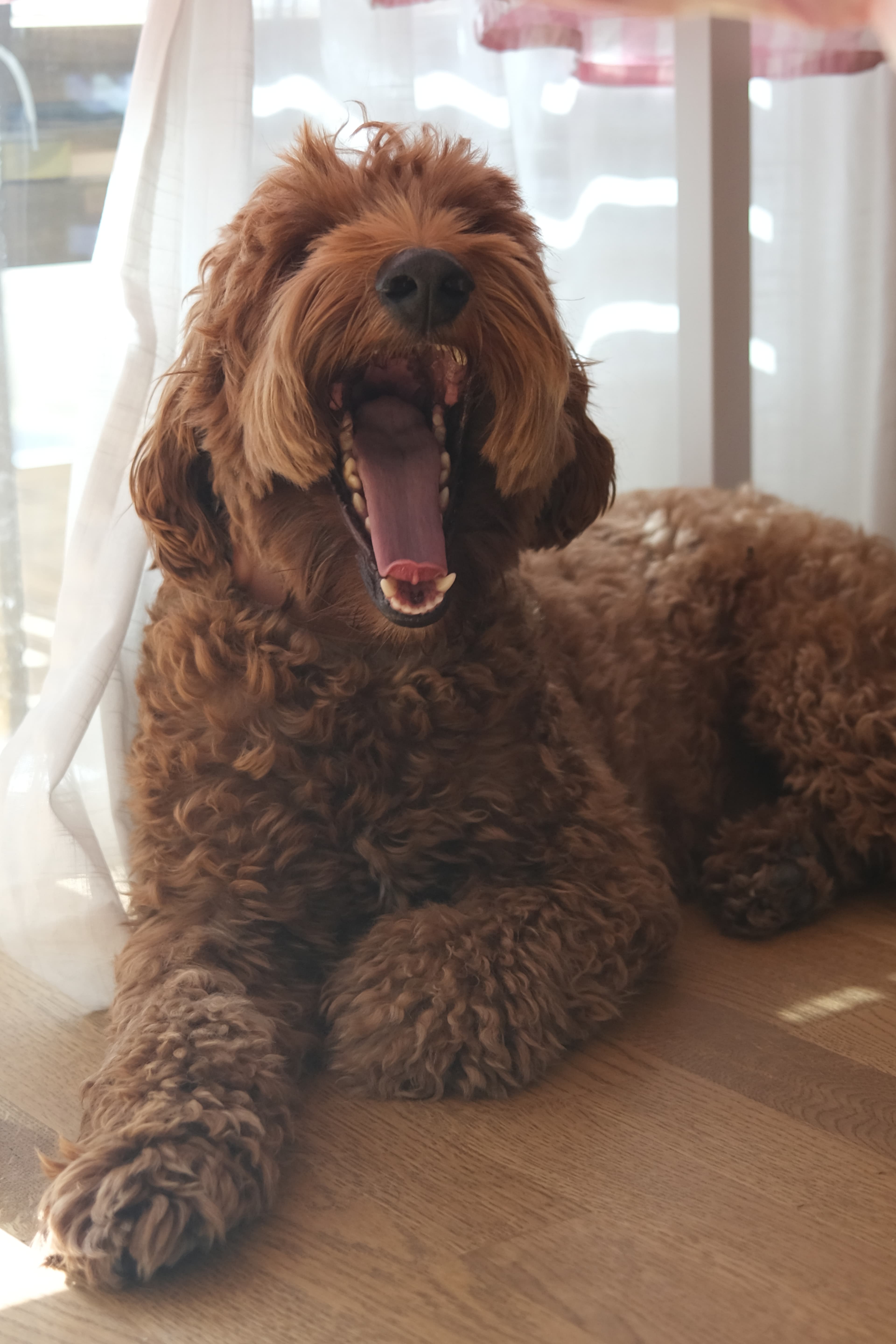 Curly brown dog yawning during a cozy indoor moment