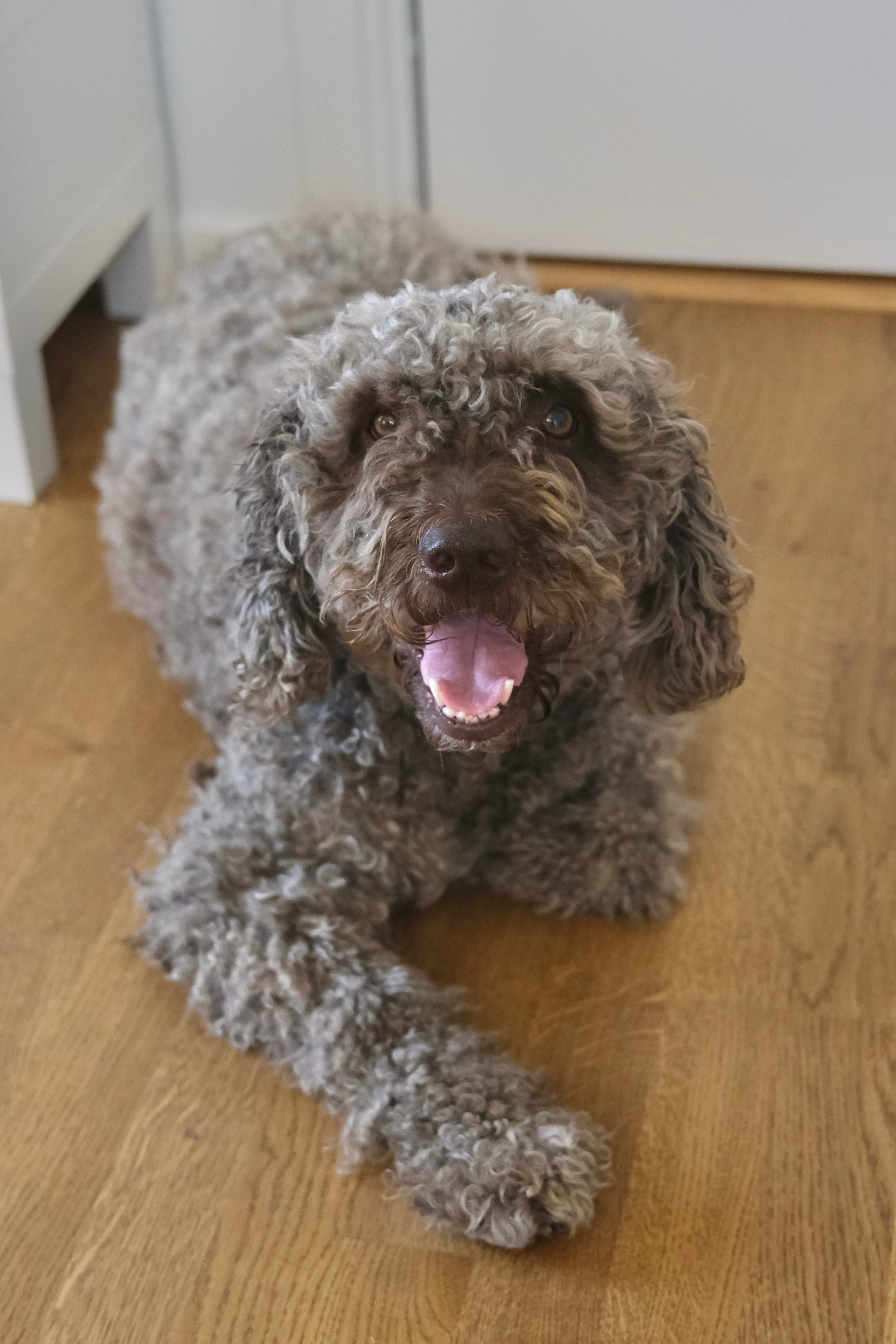 Happy Spanish Water Dog looking toward the camera