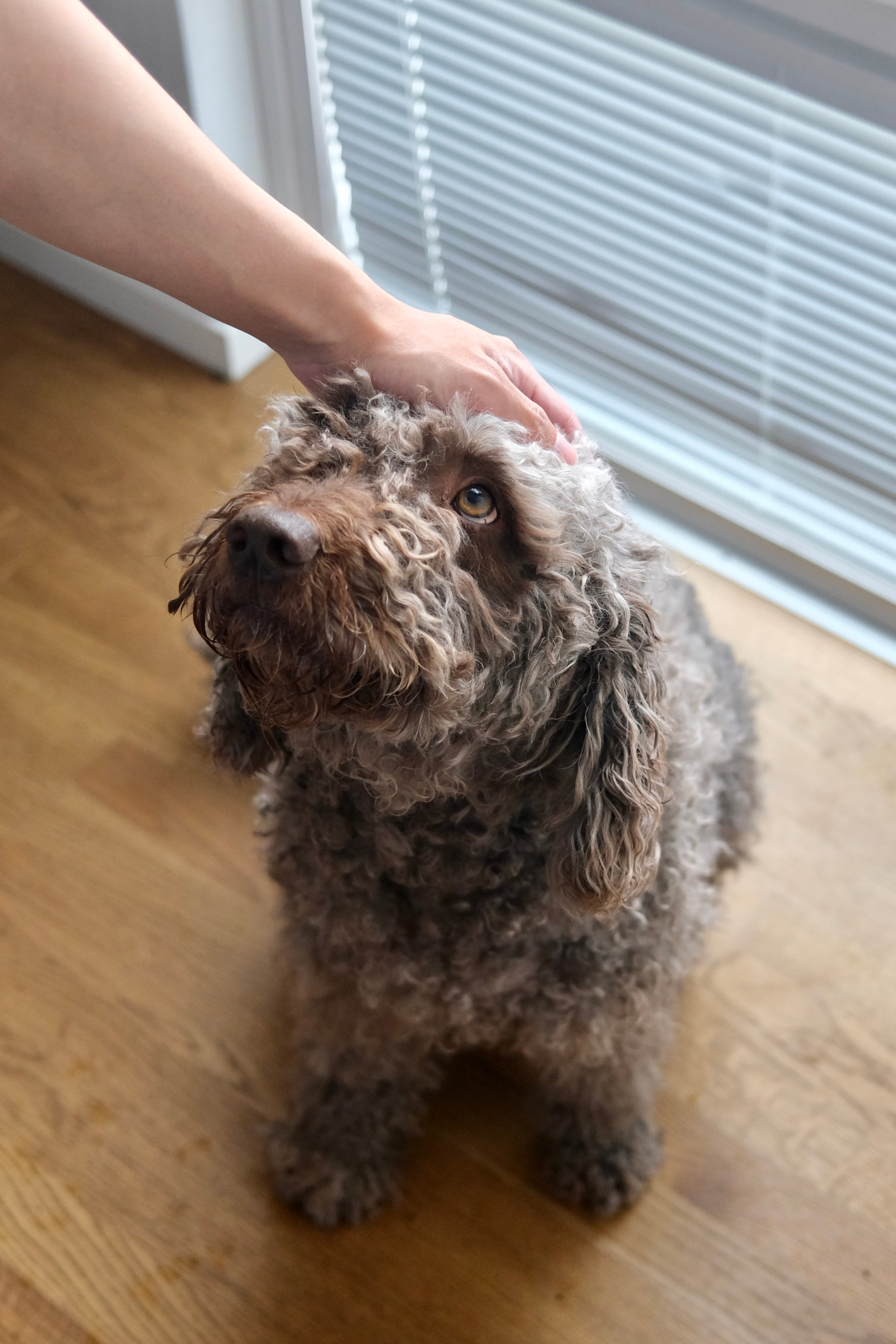 Close portrait of a Spanish Water Dog during a calm care moment