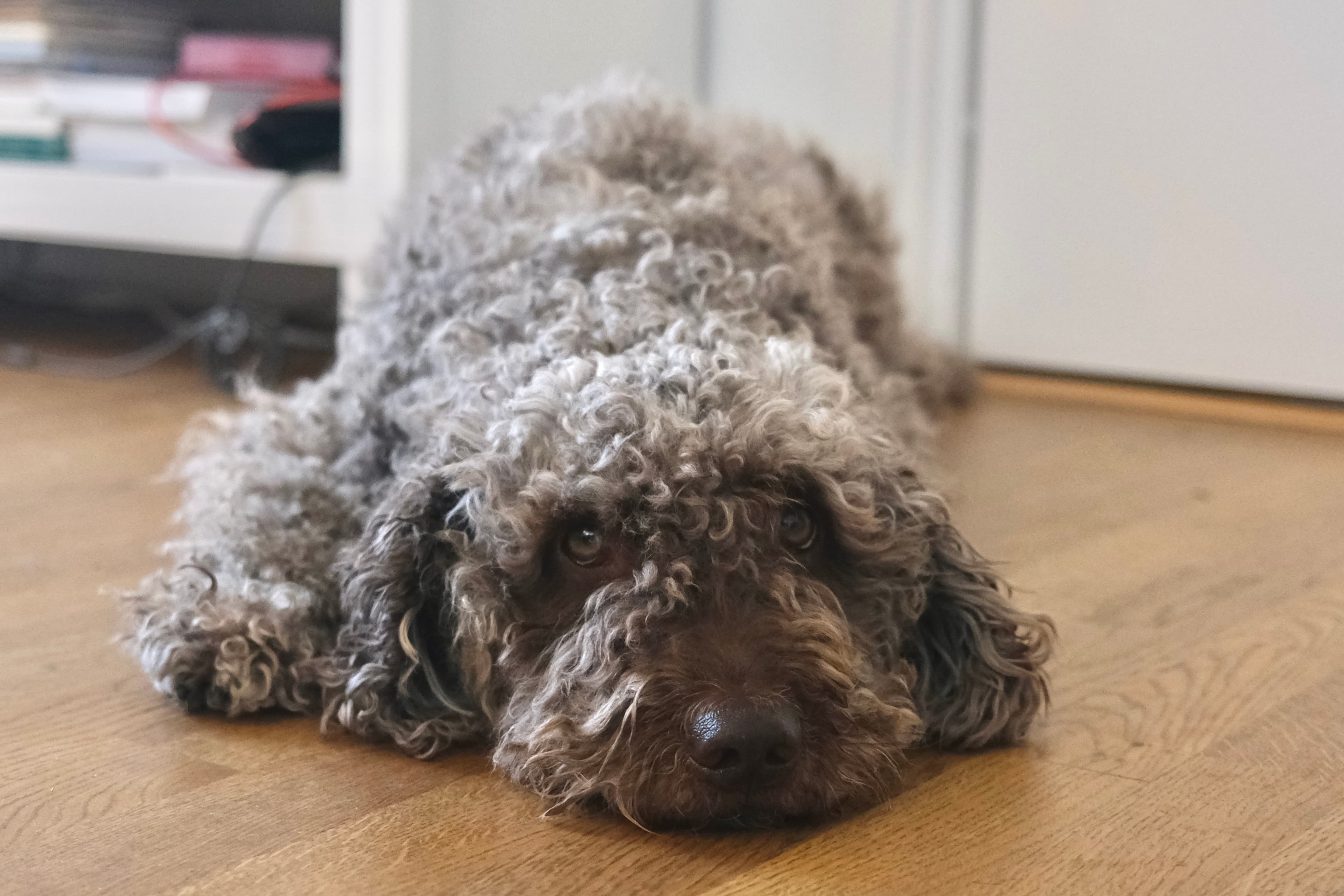 Spanish Water Dog resting comfortably at Mysa Dog Studio